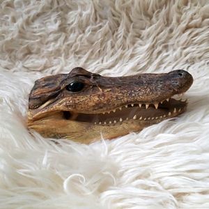 Taxidermy alligator head